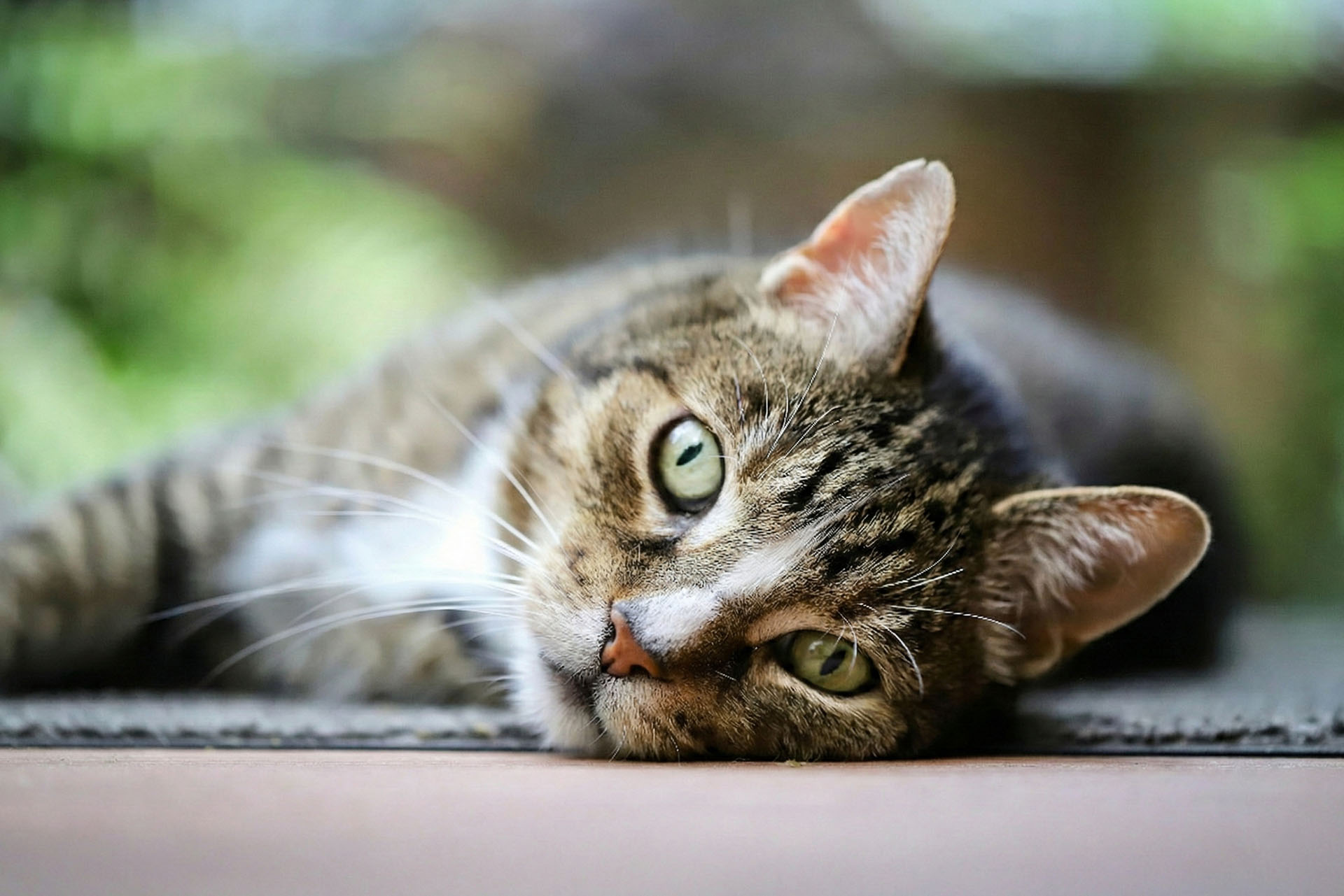 Gatto soriano in salute: esempio di efficacia delle preparazioni galeniche veterinarie personalizzate presso Saettonelab, farmacia galenica a Savona.